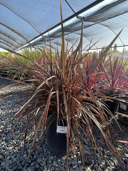 Red New Zealand Flax