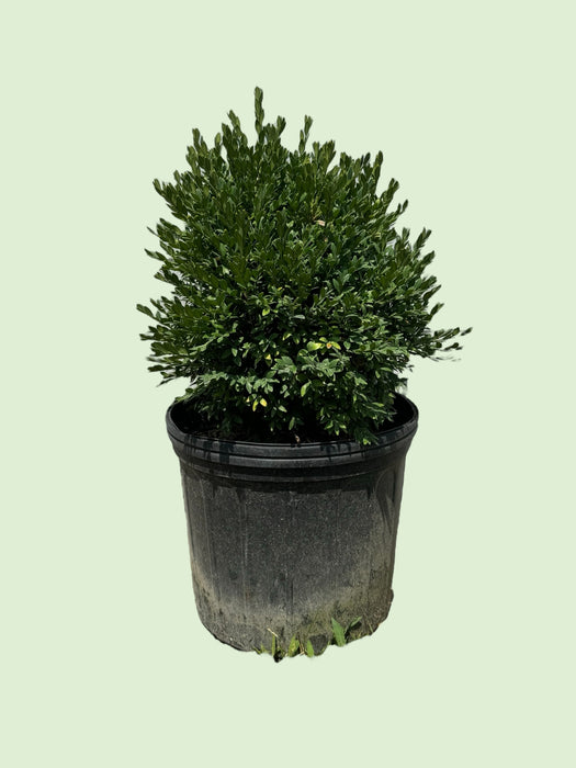 Green Gem Boxwood