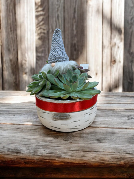 Holiday Succulent Garden