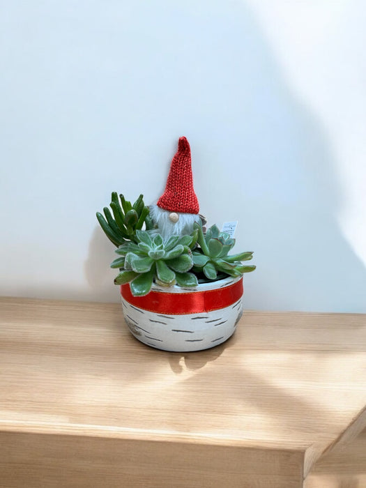 Holiday Succulent Garden