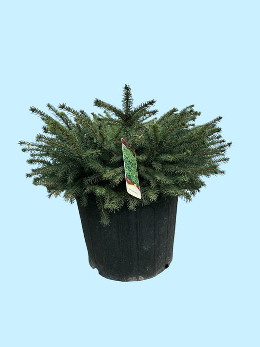 Birds Nest Spruce