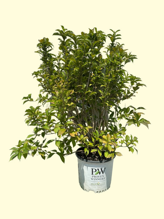 Czechmark Sunny Side Up Weigela