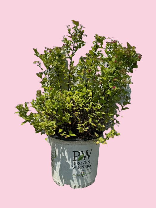 Double Play Gold Spirea