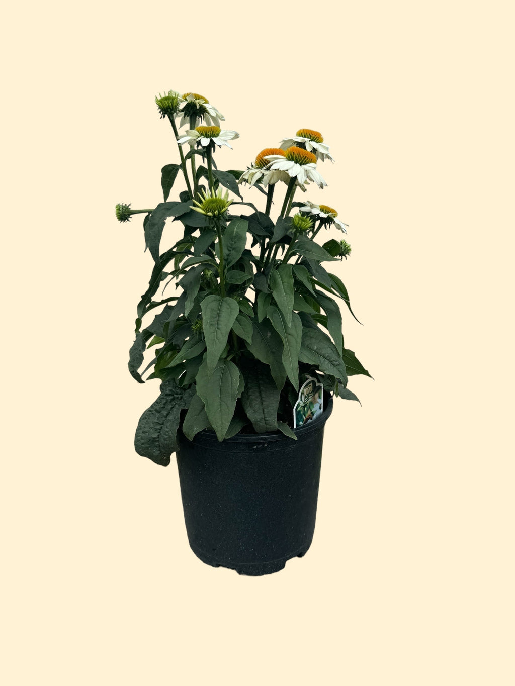 Pow Wow® White Coneflower