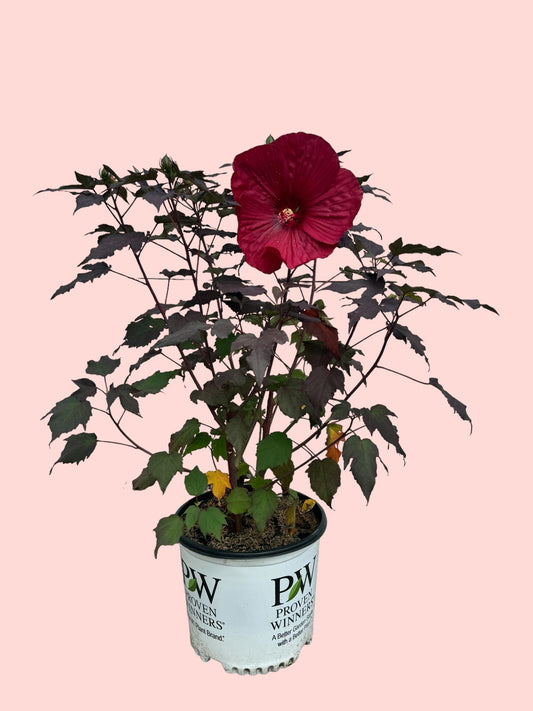 Summerific® Holy Grail Rose Mallow (Hibiscus)