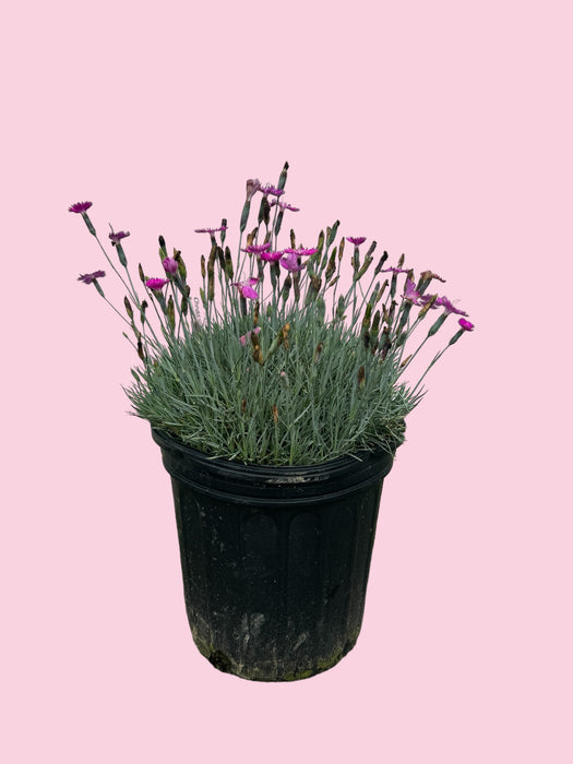 Firewitch Dianthus