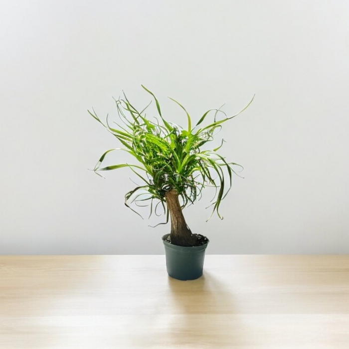 Ponytail Palm