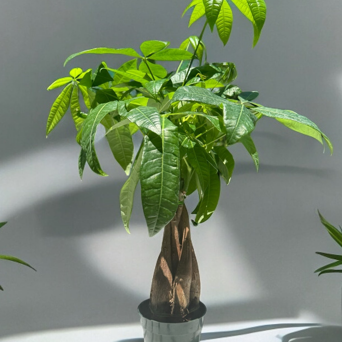 braided money tree grove Braided Money Tree For Sale Online! — Gardens of the World