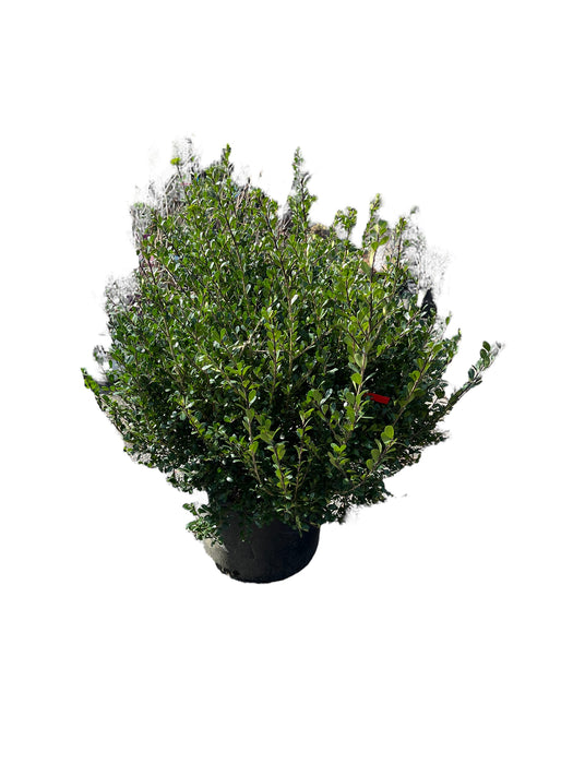 Compact Inkberry Holly