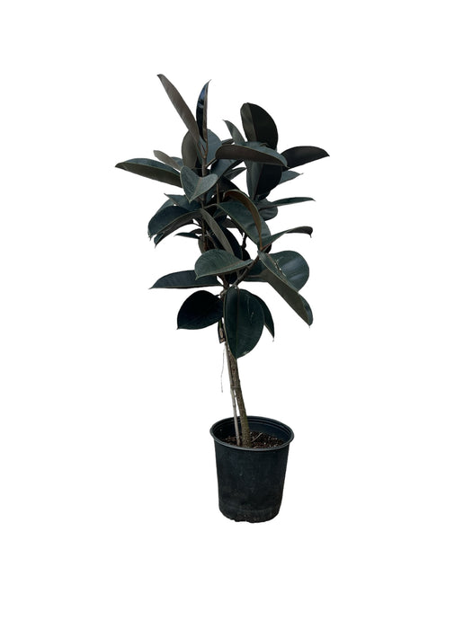 Rubber Tree