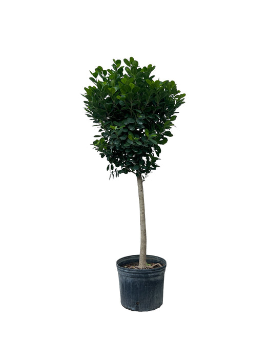 Ficus Moclame