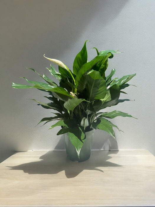 Peace Lily