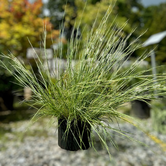 The Blues Little Bluestem Grass