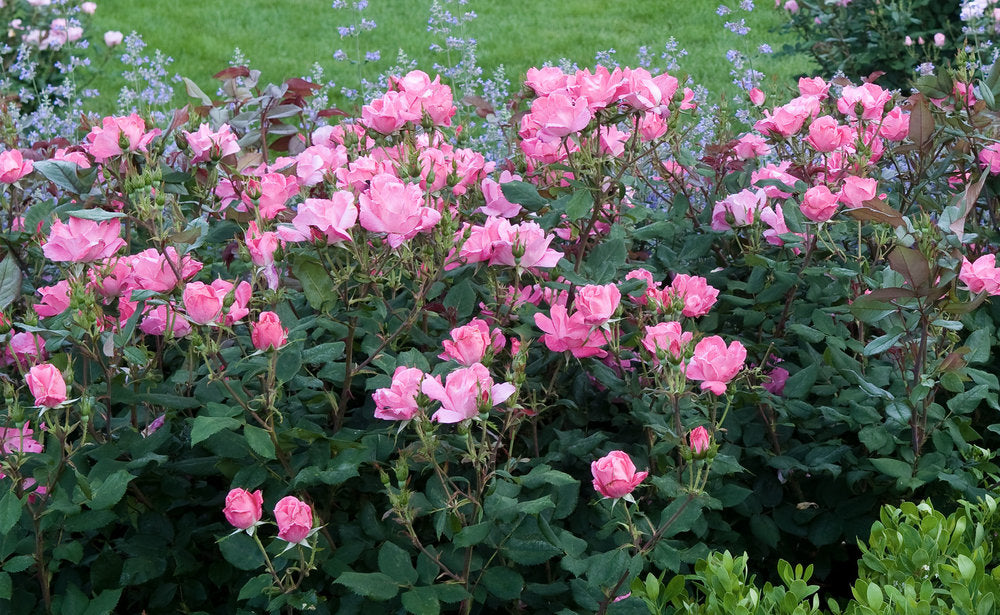 Pink Knock Out® Rose