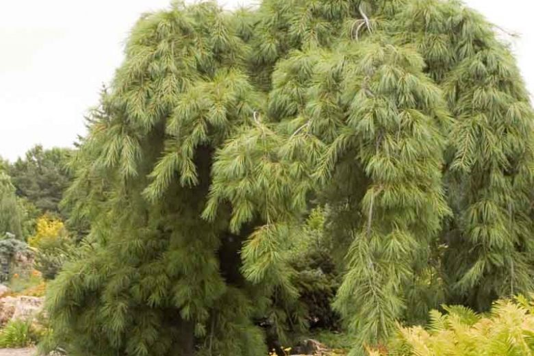 Connecticut Slate Dwarf White Pine