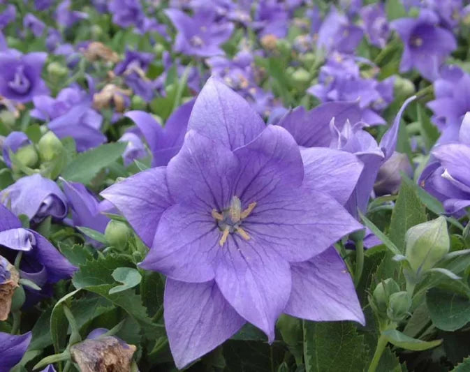 Astra Blue Balloon Flower