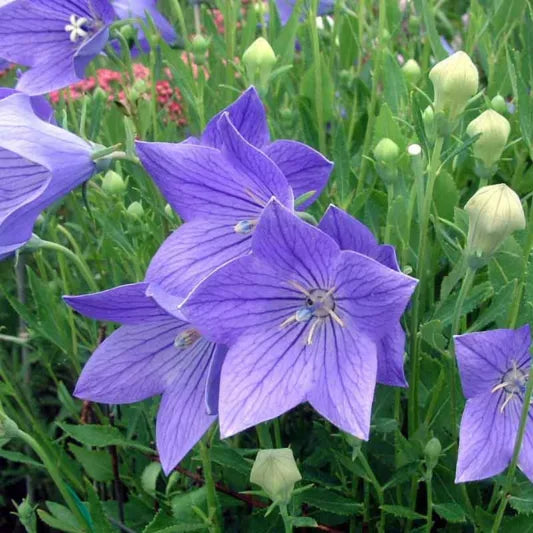 Fuji Blue Balloon Flower