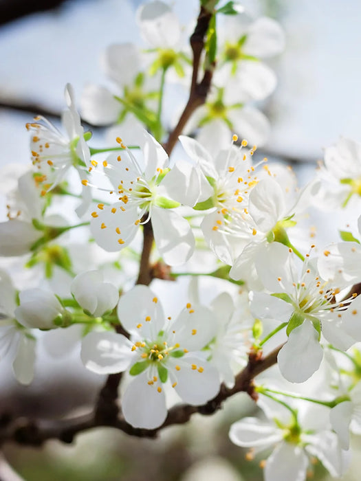 Santa Rosa Plum Tree