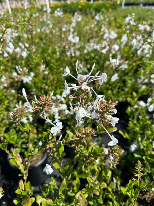 White Cape Plumbago