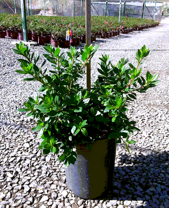 Pride of Dorking Azalea (Red Azalea)