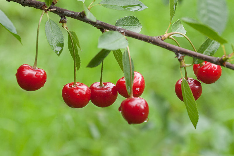 North Star Cherry Tree — Gardens Of The World