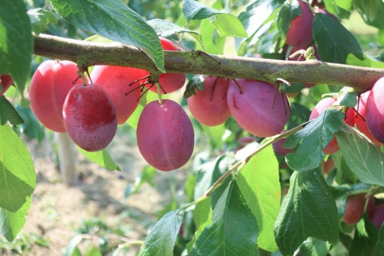 Bruce Plum Tree