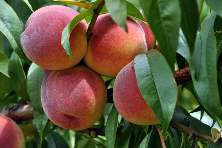 Redskin Peach Tree