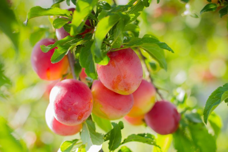 Burbank Plum Tree