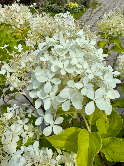 Pufferfish Hydrangea