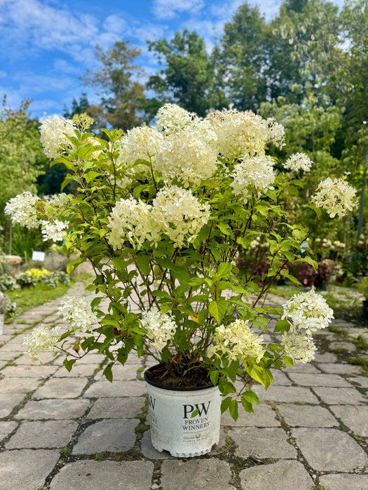 Pufferfish Hydrangea