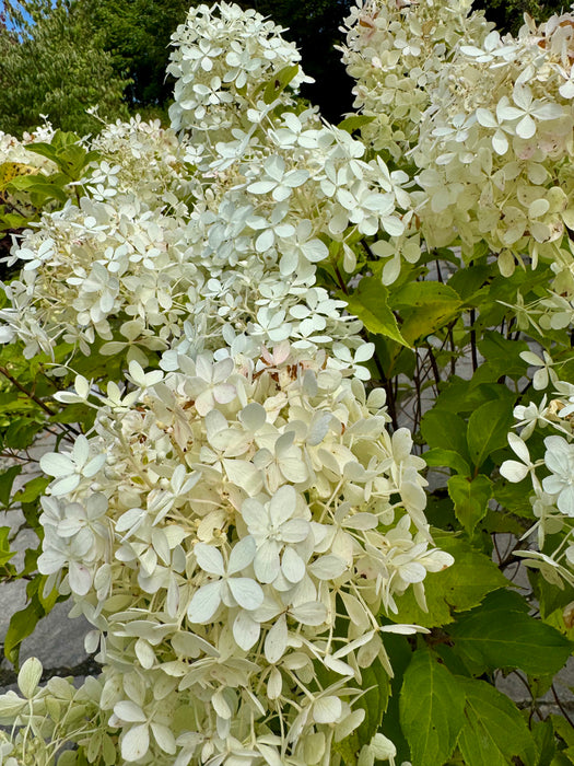 Pufferfish Hydrangea