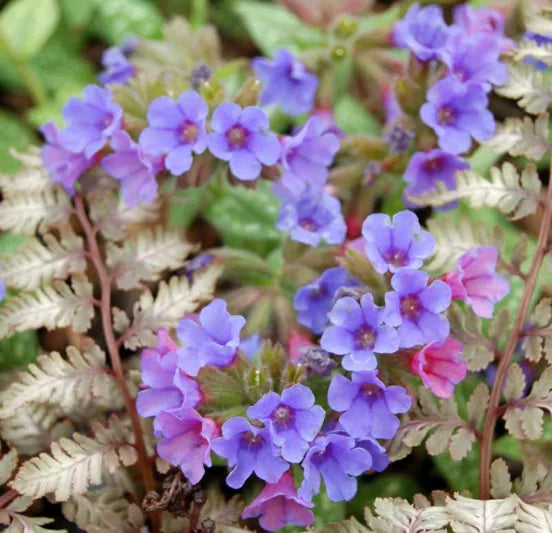 Trevi Fountain Lungwort