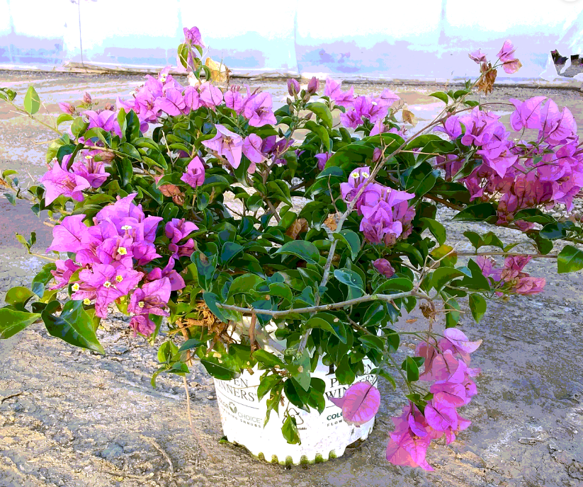 Bambino Purple Bougainvillea