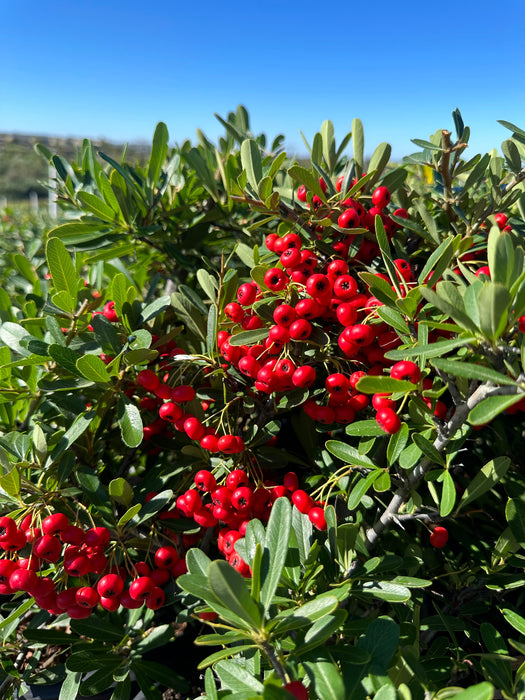 Santa Cruz Firethorn (Pyracantha)