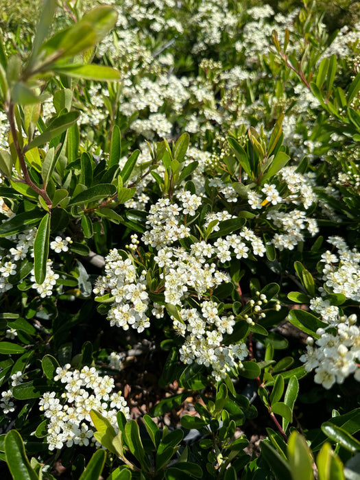 Santa Cruz Firethorn (Pyracantha)