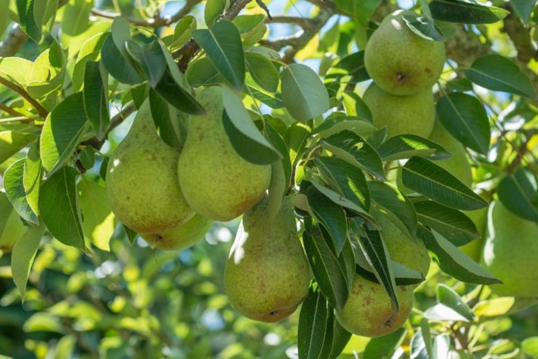 Flordahome Pear Tree