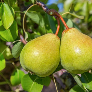 Hood Pear Tree — Gardens of the World