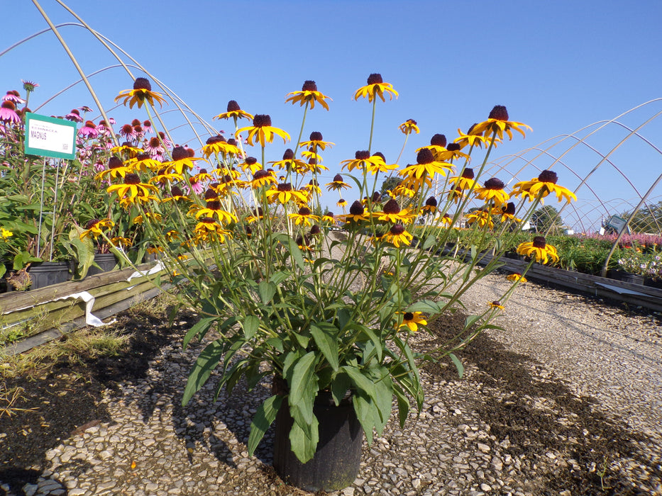 Goldsturm Black Eyed Susan