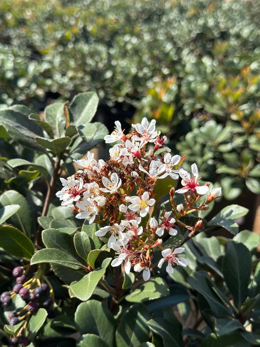 Clara Indian Hawthorn