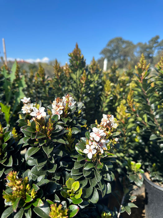 Dwarf Indian Hawthorn