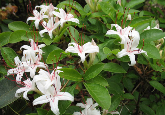 Sweet Deciduous Azalea