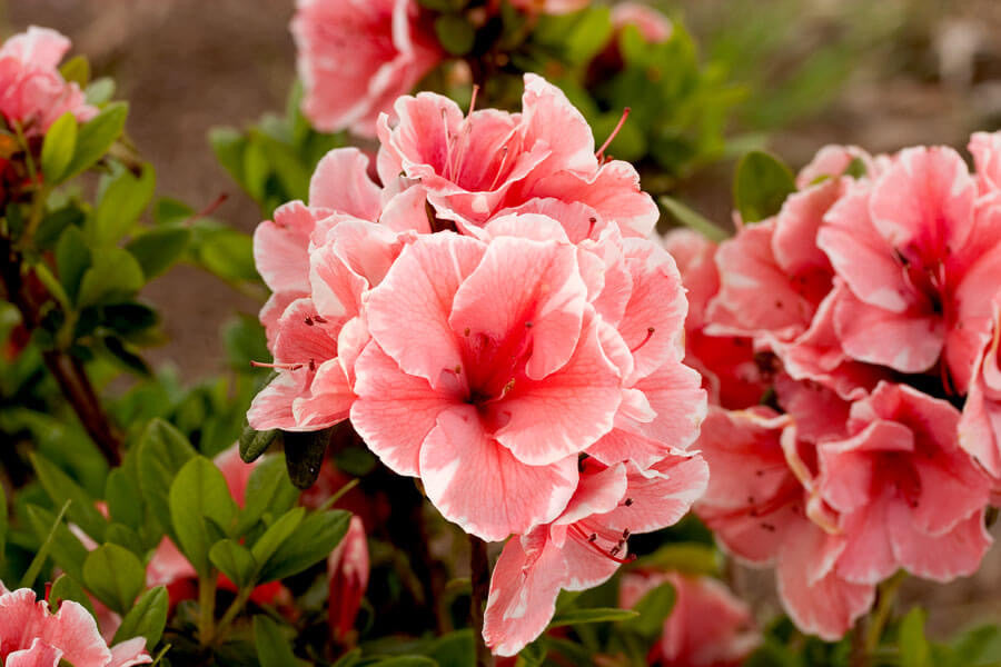 Encore® Autumn Sunburst® Azalea