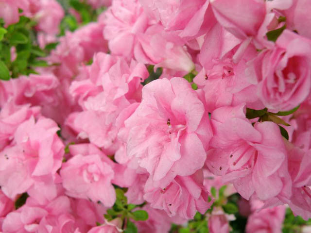 Gumpo Pink Dwarf Azalea For Sale Online! — Gardens of the World