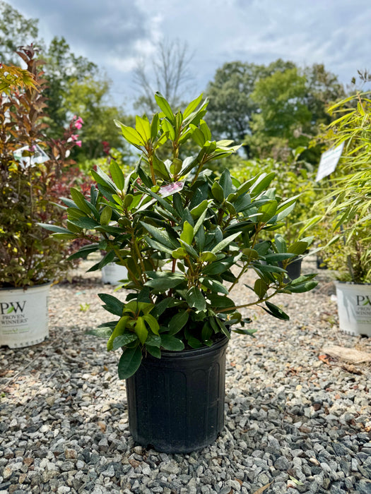 Roseum Elegans Rhododendron