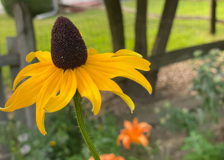 Giant Coneflower