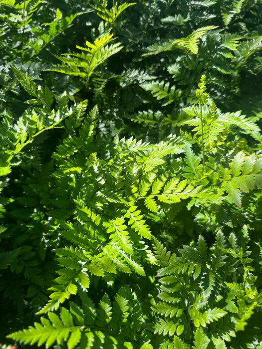 Iberia Leatherleaf Fern