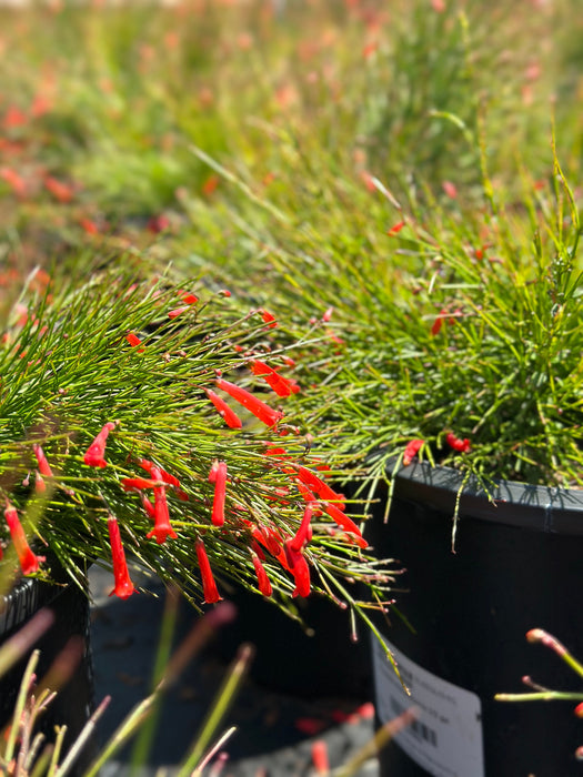 Firecracker Plant