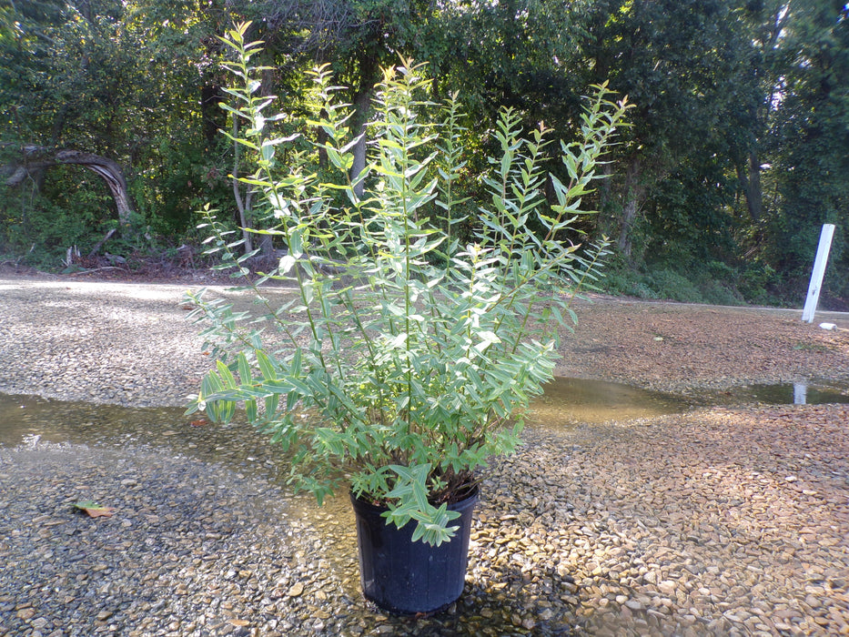 Hakuro Nishiki Dappled Willow Shrub