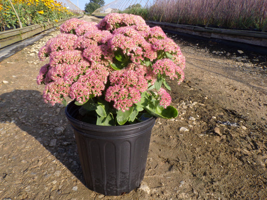 Autumn Joy Stonecrop