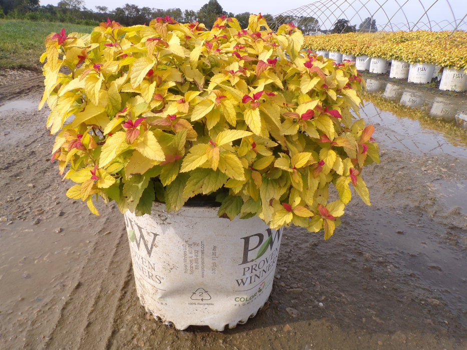 Double Play® Candy Corn® Spirea